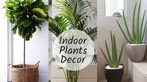 4 Indoor plants to enhance the living room decoration