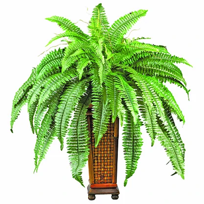fern plant to enhance indoor decoration of living room