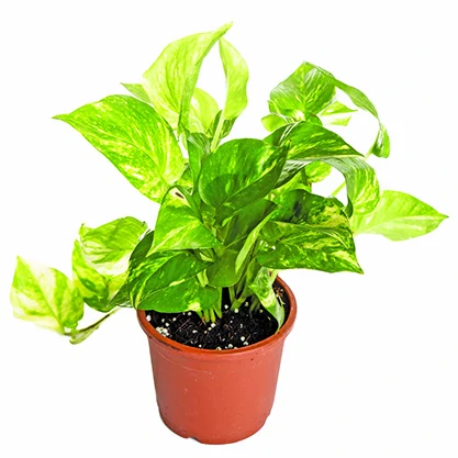 money plant to enhance indoor decoration