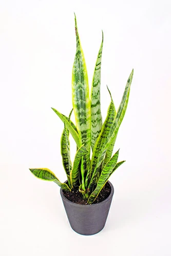 snake plant to enhance the living room decoration